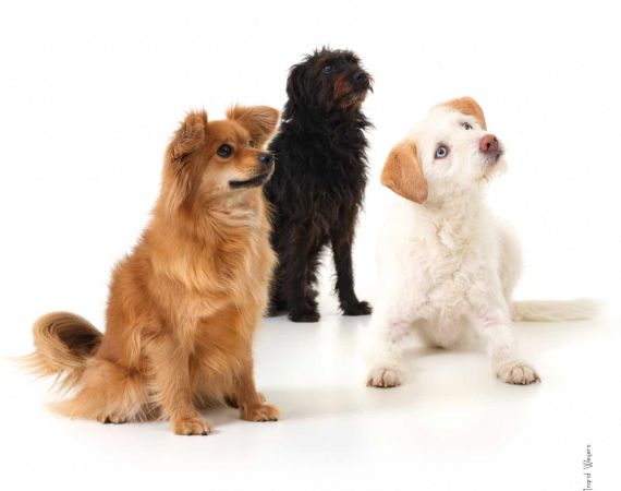 Dieren